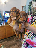 miniature dachshund puppies from Kansas City