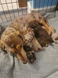 miniature dachshund puppies from Kansas City