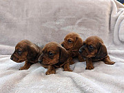 stunning miniature dachshund puppies from Athens