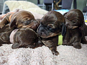 outstanding miniature dachshund puppies from Auburn