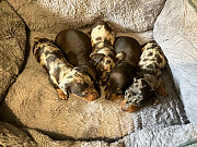 dachshund puppies ready to go now from Birmingham