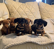 adorable dachshund puppies ready to go now from Center Point