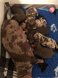 beautiful dachshund puppies ready to go now from Decatur