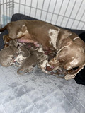 lovely dachshund puppies ready to go now from New Orleans