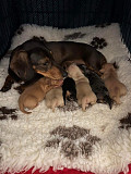 adorable dachshund puppies for sale from Oklahoma City