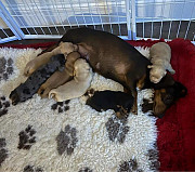 adorable dachshund puppies for sale from Oklahoma City
