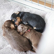 cute dachshund puppies for sale from Kansas City