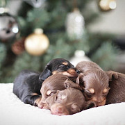 cute dachshund puppies for sale from Kansas City