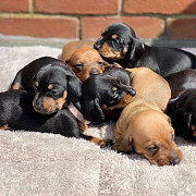 fantastic dachshund puppies for sale from Kansas City