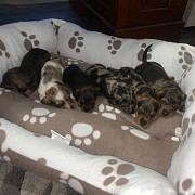 lovely dachshund puppies for sale from Idaho Falls