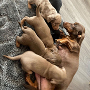 stunning dachshund puppies for sale from Concord