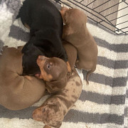 stunning dachshund puppies for sale from Concord