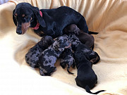 gorgeous dachshund puppies seeking homes from Anchorage