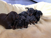 gorgeous dachshund puppies seeking homes from Anchorage