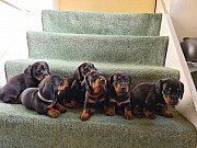 lovely dachshund puppies seeking homes from Fairbanks