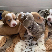 stunning dachshund puppies seeking homes from Wyoming