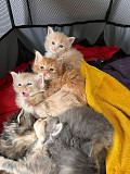 maine coon kittens ready to go now from Fresno