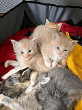 maine coon kittens ready to go now from Fresno