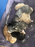 adorable maine coon kittens ready to go now from Oakland