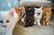 gorgeous maine coon kittens ready to go now from Orlando