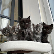 stunning maine coon kittens ready to go now from New York City