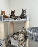 stunning maine coon kittens ready to go now from New York City