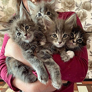 maine coon kittens for sale from Amsterdam