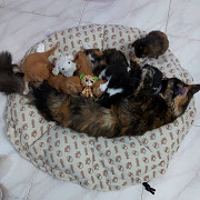 amazing maine coon kittens for sale from Buffalo