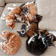 cute maine coon kittens for sale from Syracuse