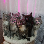 gorgeous maine coon kittens for sale from Columbus