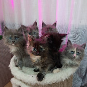 gorgeous maine coon kittens for sale from Columbus