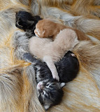 stunning maine coon kittens for sale from Michigan City