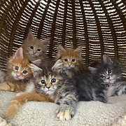 amazing maine coon kittens seeking homes from Washington, D.C.