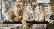gorgeous maine coon kittens seeking homes from Cambridge