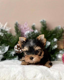 Teacup Yorkie puppies for Christmas from Caldwell