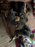 Mainecoon kittens available from Kansas City