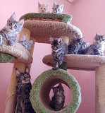 fantastic maine coon kittens for sale from Maywood