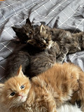 lovely maine coon kittens seeking homes from Concord