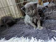 fantastic Mainecoon kittens available from Colorado Springs