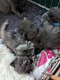 fantastic Mainecoon kittens available from Colorado Springs