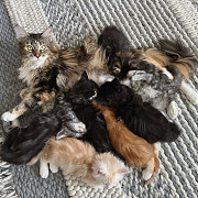 adorable maine coon kittens ready to go now from Center Point