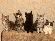 cute maine coon kittens ready to go now from Decatur