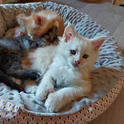 outstanding maine coon kittens ready to go now from Oregon