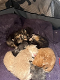 adorable maine coon kittens for sale from Portland