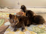 fantastic maine coon kittens for sale from Kansas City