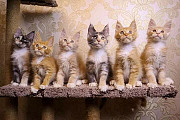 gorgeous maine coon kittens for sale from Kansas City