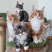 outstanding maine coon kittens for sale from Concord
