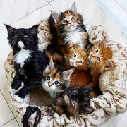 beautiful maine coon kittens seeking homes from Delaware