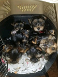 Yorkie adoption puppies from London
