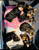 Yorkie adoption puppies from London